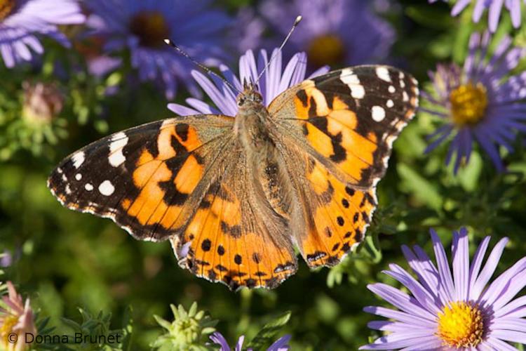 Photo of a Painted Lady