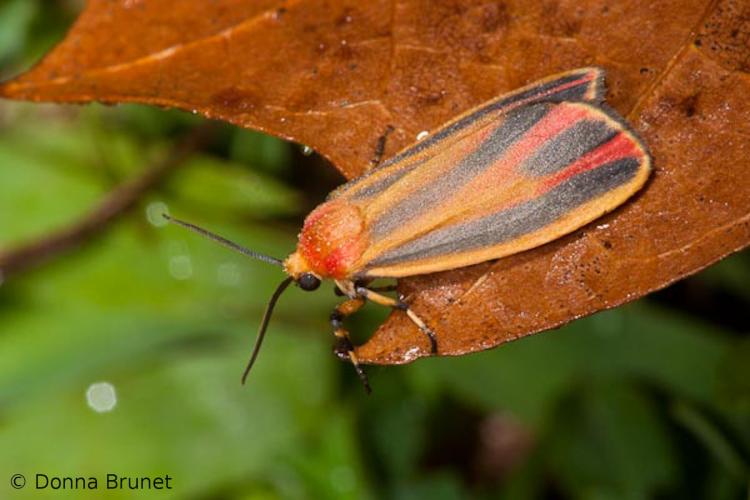 Photo of a Painted Lichen Moth