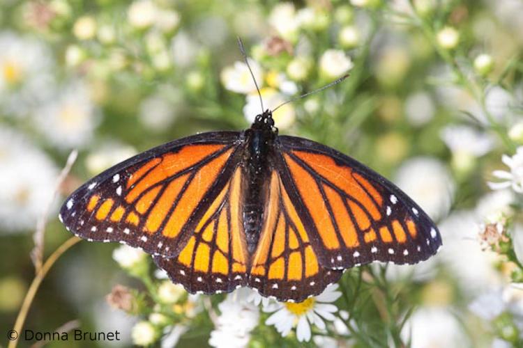 Photo of a Viceroy resting with wings open