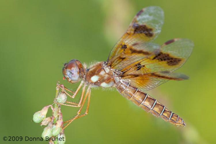 Photo of an Eastern Amberwing dragonfly, female