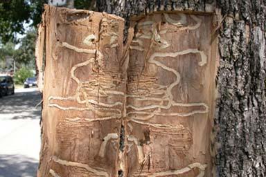 photo shows squiggly tunnels emerald ash borer beetles leave in ash trees