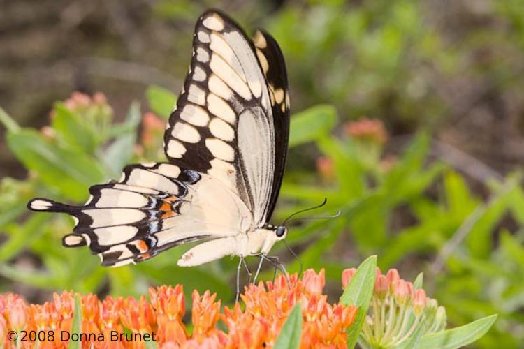 Photo of a Giant Swallowtail, Wings Folded