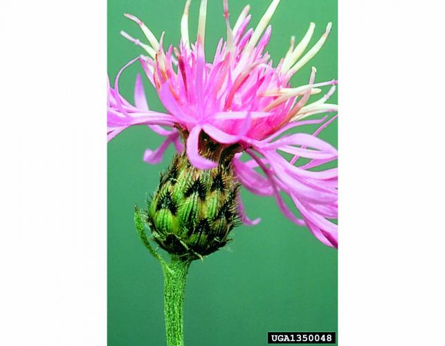 Photo of spotted knapweed flower head showing spots on involucral bracts