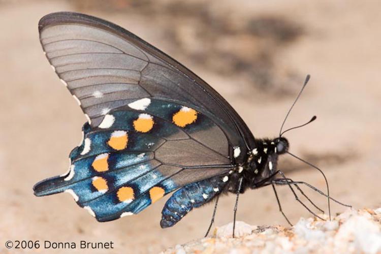 Photo of a Pipevine Swallowtail, Wings Folded