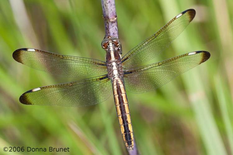 Photo of a Spangled Skimmer dragonfly, female