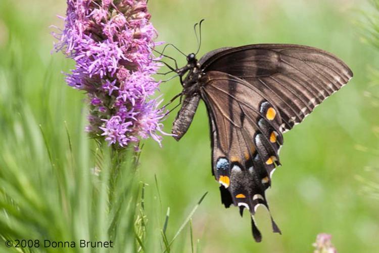 Photo of an Eastern Tiger Swallowtail, Black-Form Female