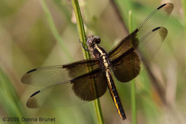 Photo of a Widow Skimmer dragonfly, female