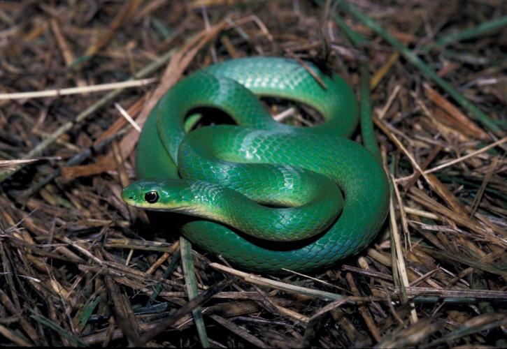 small green snake coiled in straw