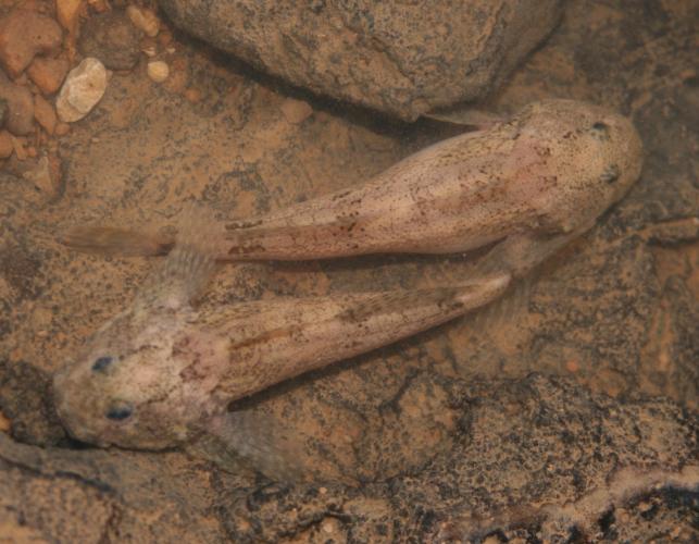 Photo of two grotto sculpin.