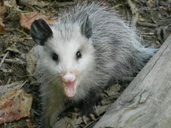 Juveline opossum at Peck Ranch CA