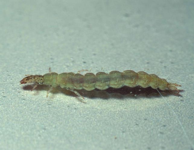 Photo of caddisfly larva without case