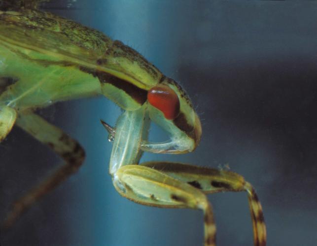 Photo showing the beak of a giant water bug