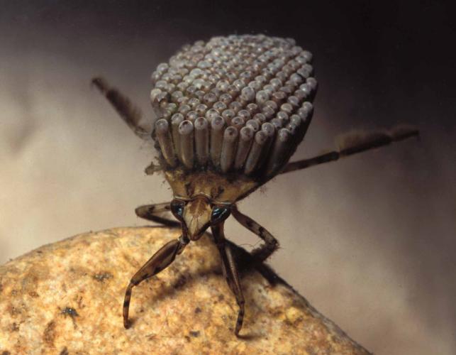 Photo of a male giant water bug carrying eggs on back