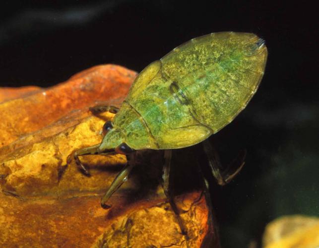 Photo of a giant water bug nymph