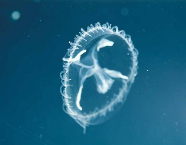 Photo of freshwater jellyfish