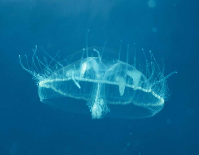 Photo of a freshwater jellyfish