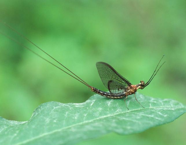 Photo of a mayfly