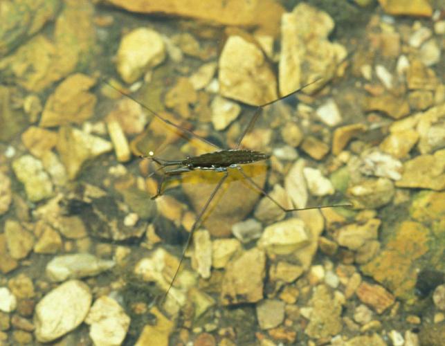 Photo of a single water strider