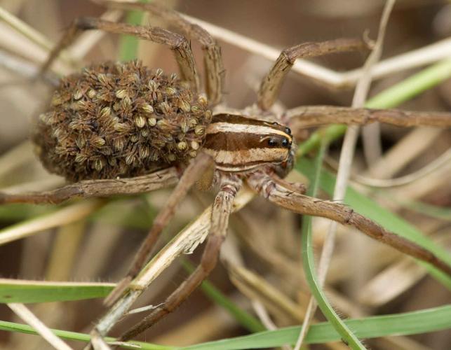 Wolf Spiders | Missouri Department Of Conservation
