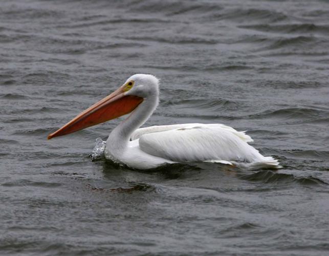 Photograph of an American White Pelican swimming