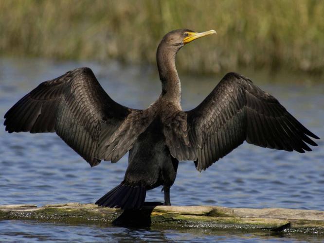 Photograph of a Double-Crested Cormorant sitting with wings outstretched