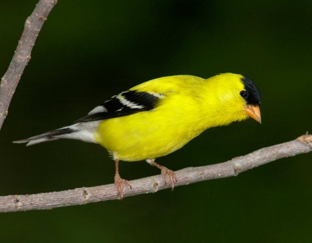 Photograph of a male American Goldfinch in breeding plumage