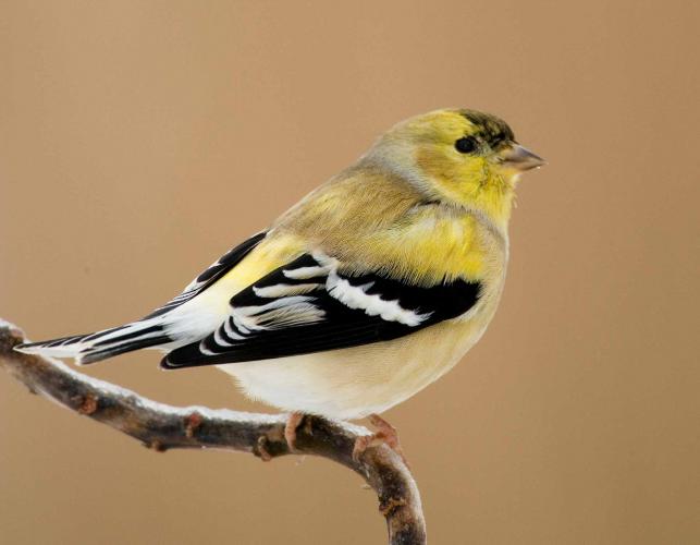 Photograph of a male American Goldfinch in winter plumage