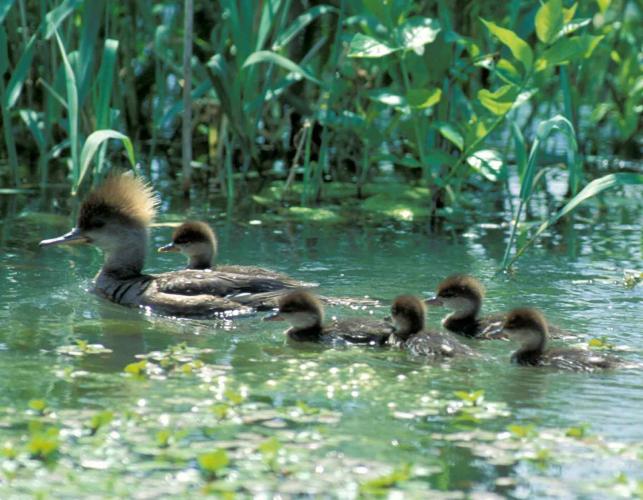 Photograph of a female Hooded Merganser swimming with chicks.