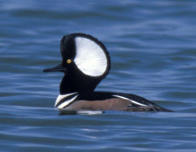 Photograph of a male Hooded Merganser swimming
