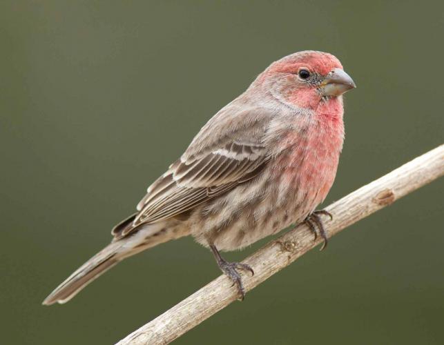 Photograph of a male House Finch