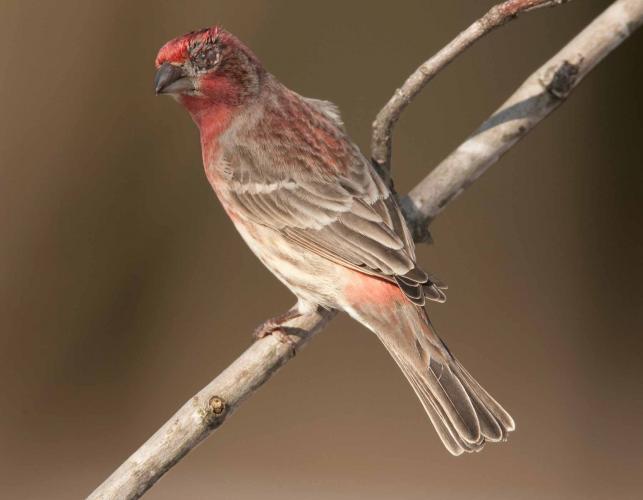 Photograph of a male House Finch with conjunctivitis