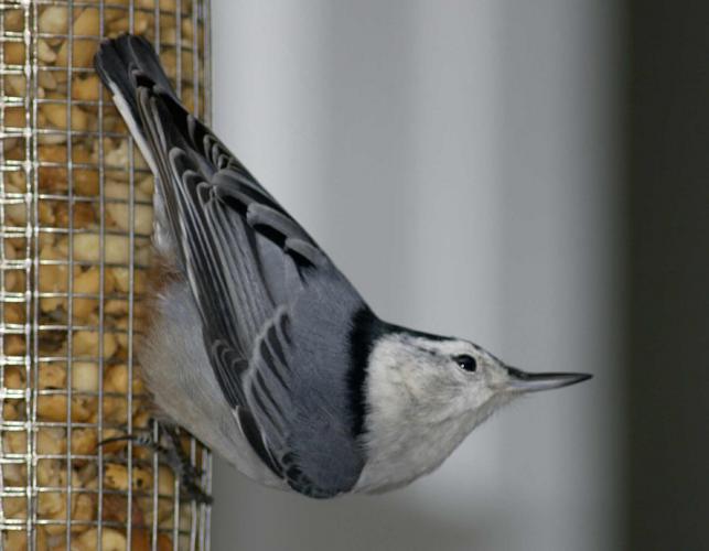 Photograph of a White-Breasted Nuthatch