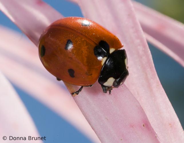 Seven-spotted lady beetle on a flower