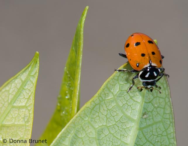 Convergent lady beetle crawling on a leaf