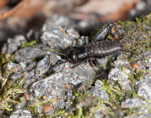 image of Field Cricket among moss and gravel