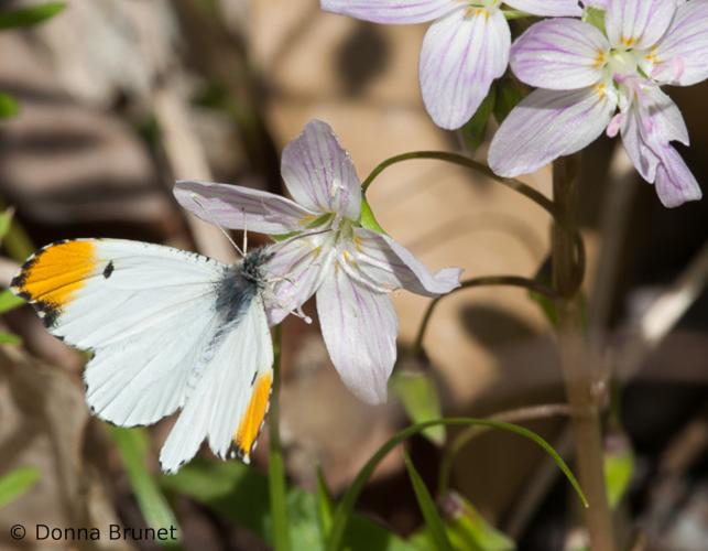 Photo of a falcate orangetip nectaring on a spring beauty flower