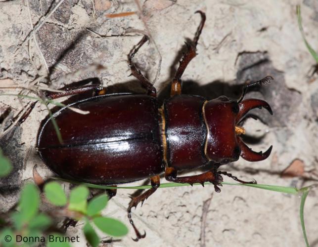 photo of a male reddish-brown stag beetle