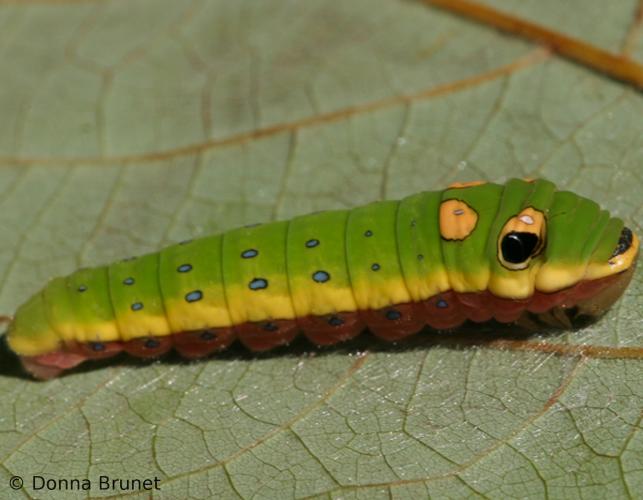 image of Spicebush Swallowtail Caterpillar on leaf