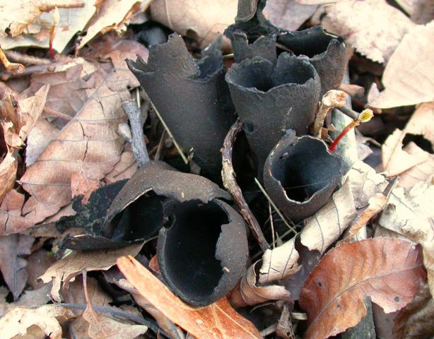 Photograph of a cluster of devil's urn mushrooms