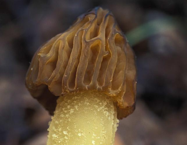 Photograph of a half-free morel mushroom cap