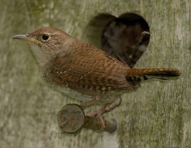 Photograph of house wren perched at entry to bird house