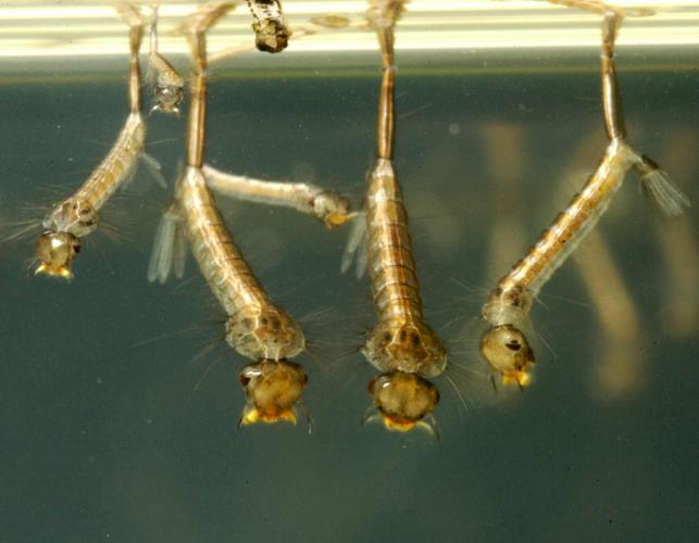 Photograph of several mosquito larvae resting at water surface