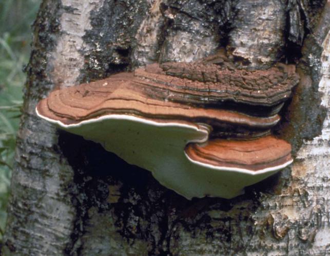 Photo of artist conk, woody bracket fungus on tree shown from side
