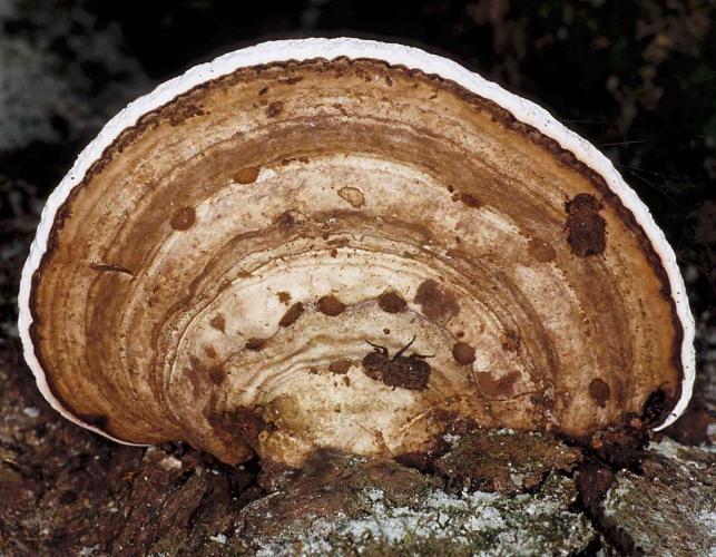 Photo of artist conk, a woody, tan bracket fungus, shown from top