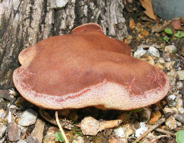 Photo of beefsteak polypore, a rust-colored bracket fungus growing on tree base