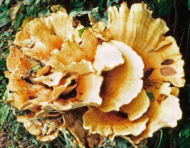 Photo of a Berkeley's polypore, a yellow rosette-shapped cluster of mushrooms