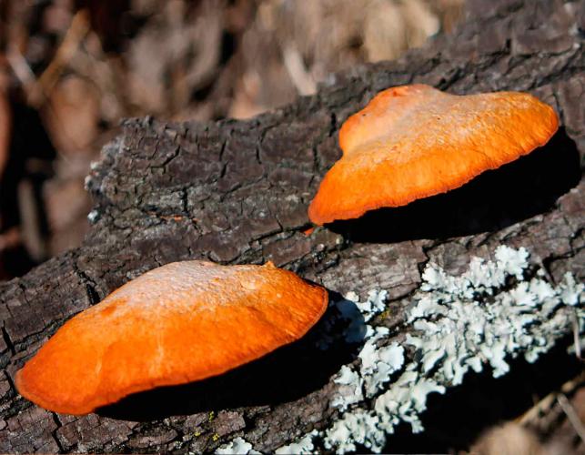 Photo of two cinnabar polypores, bright red-orange bracket fungi, on a log