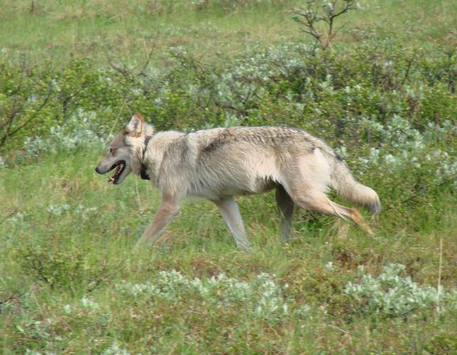Collared, grayish-tan wolf in open field