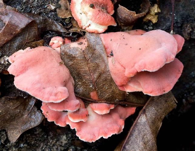 Photo of coral-pink merulius, pink bracket mushrooms growing on wood