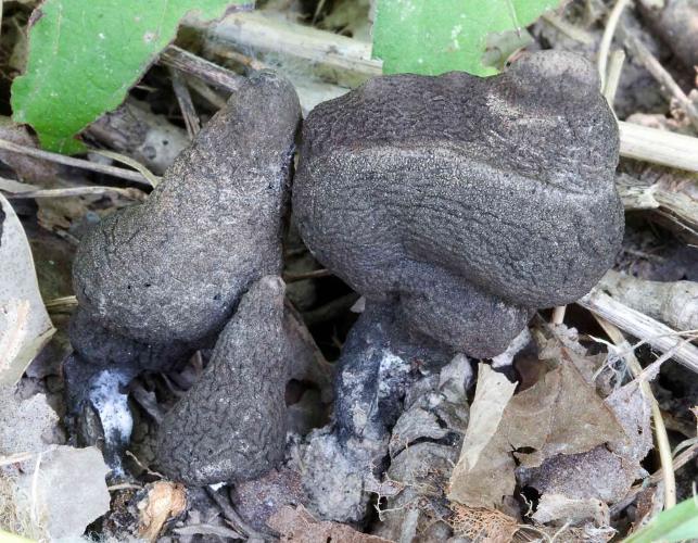 Photo of mature dead man's fingers mushrooms, lumpy grayish black masses
